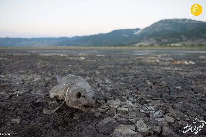 تصاویر منتخب حیات وحش در یک هفته